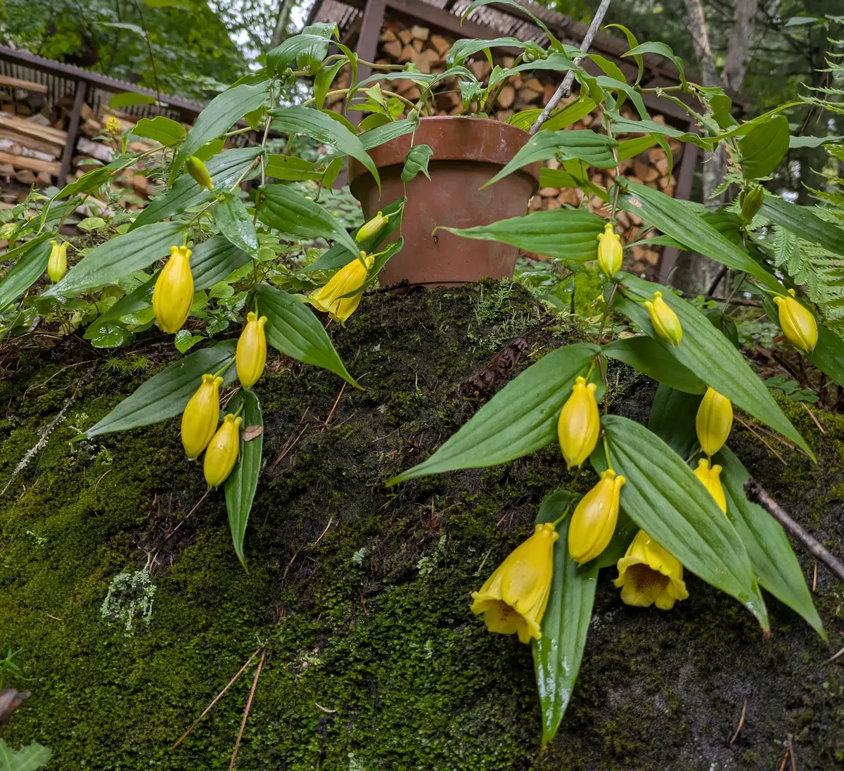 キイジョウロウホトトギス山野草友から「2025年季節を彩る山野草