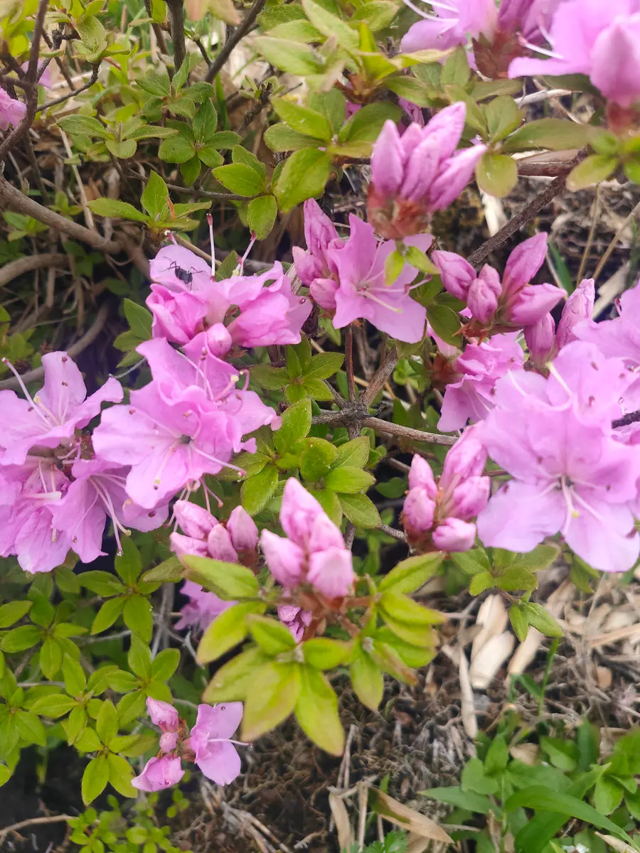 5月11日写真追加❗☆這い絞りミヤマキリシマツツジ☆ 5月11日写真追加❗☆這い絞りミヤマキリシマツツジ☆