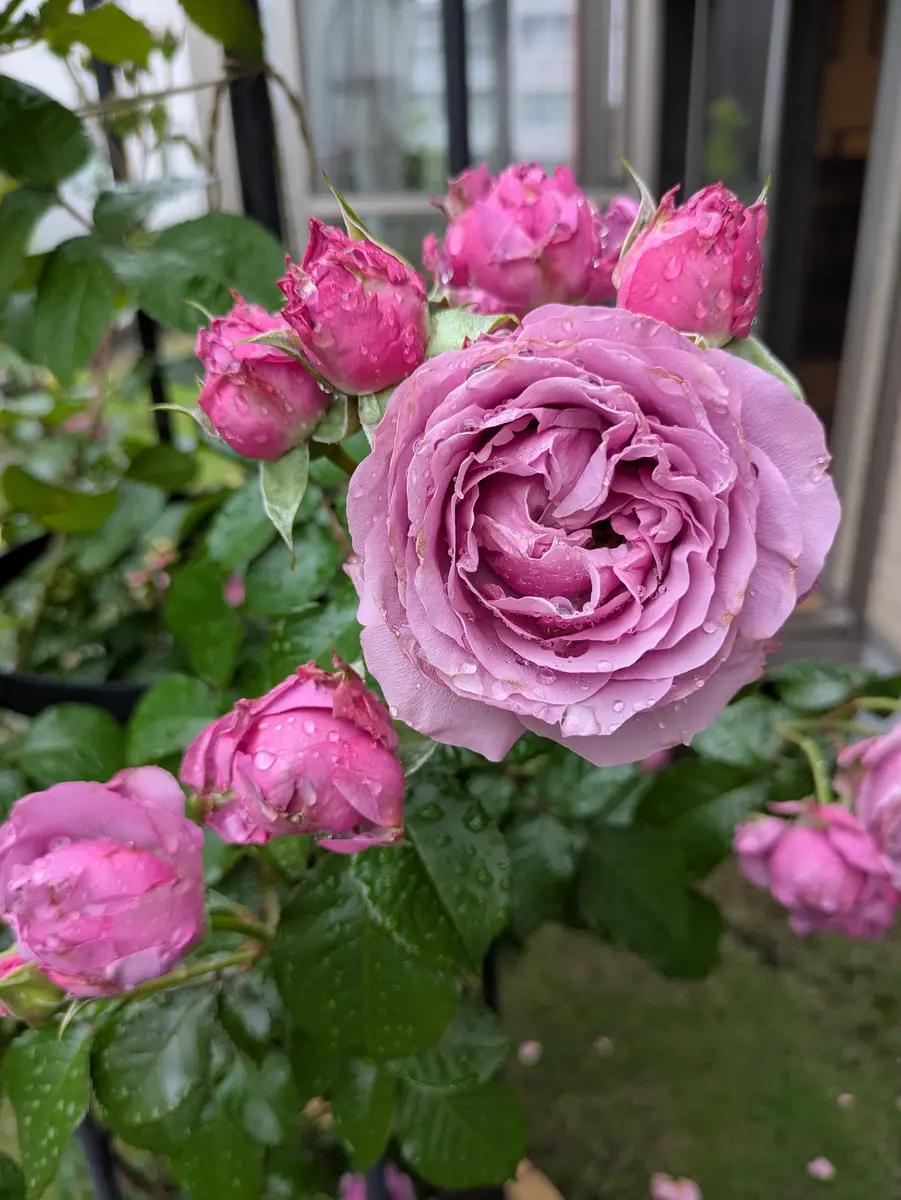 薔薇とレースのジャンクジャーナル・雑記帳　ミュシャに魅せられて… 薔薇とレースのジャンクジャーナル・雑記帳 ミュシャに魅せられて…