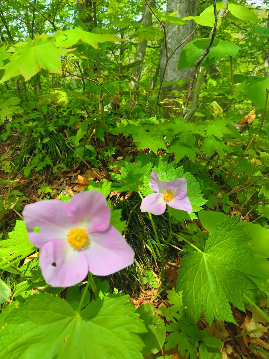 シラネアオイ(山野草) 山野草 斑入り シラネアオイ 6号A 山野草 斑入り
