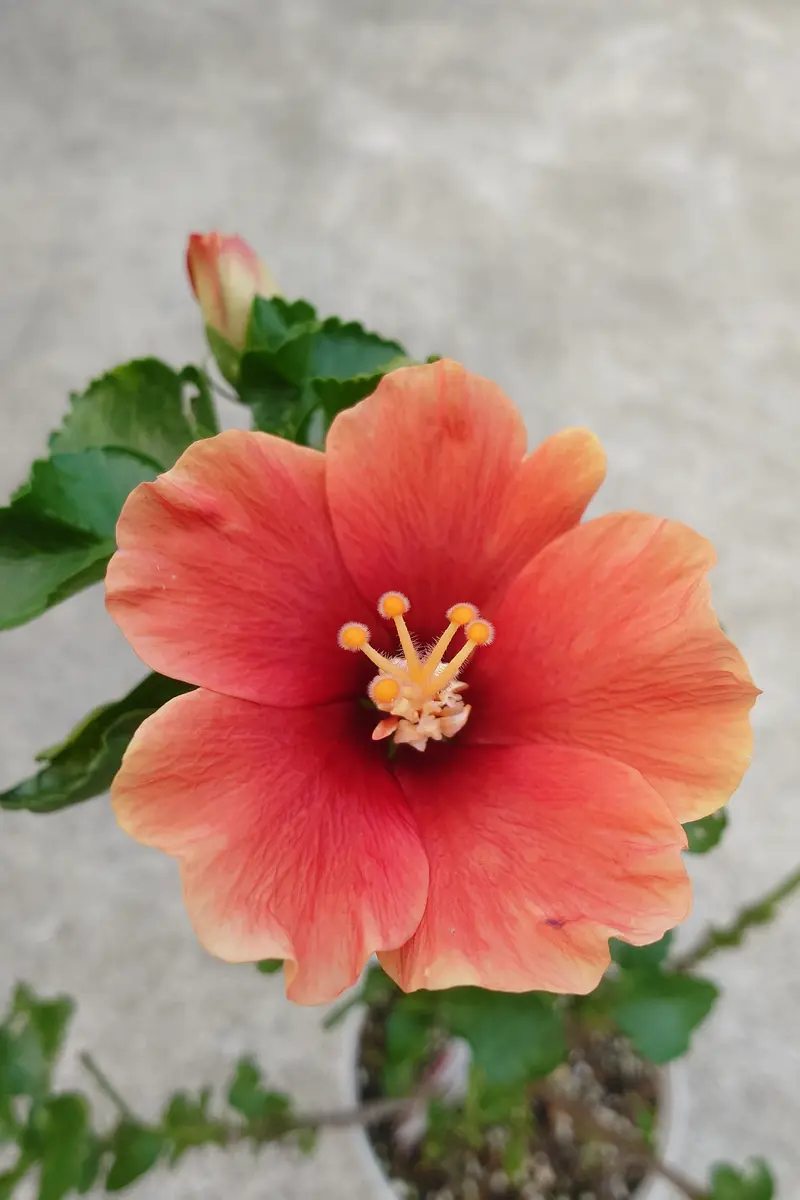 ハイビスカスプチニクシー🌺これ、や「花たちと胡桃⑤」のアルバム