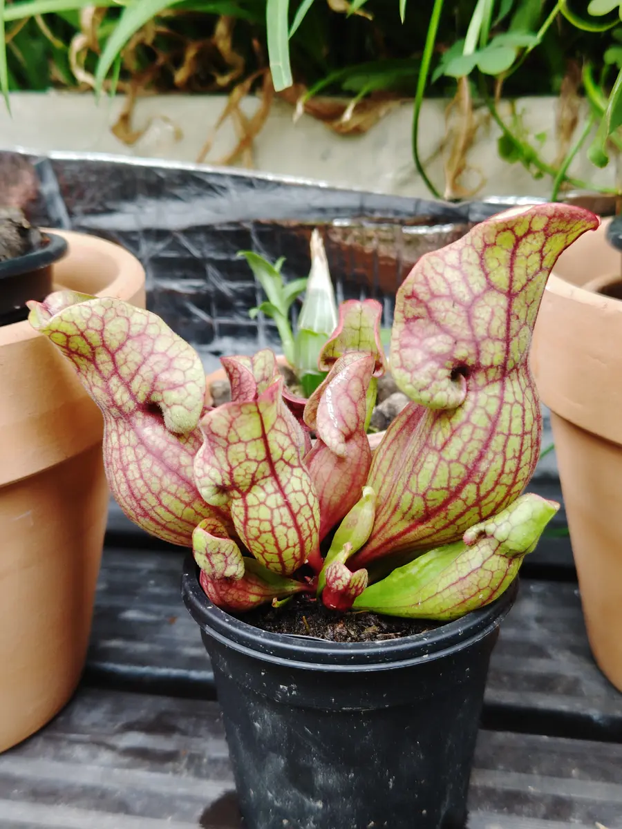 サラセニア プルプレアssp．ベノー「食虫植物（注※虫の写真あり