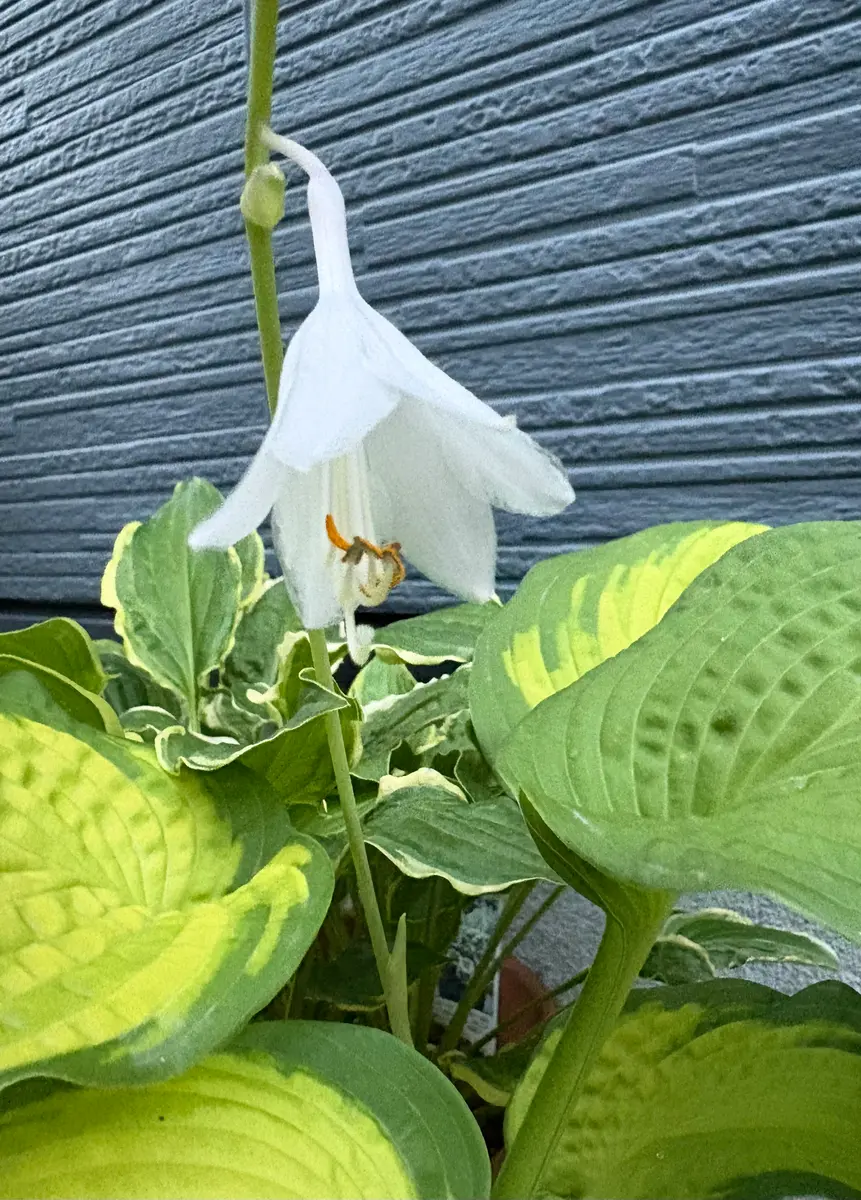 大型種 ギボウシ / ホスタ ブラザーステファン 1芽 ギボウシ（ホスタ）の写真-みんなの趣味の園芸2471247