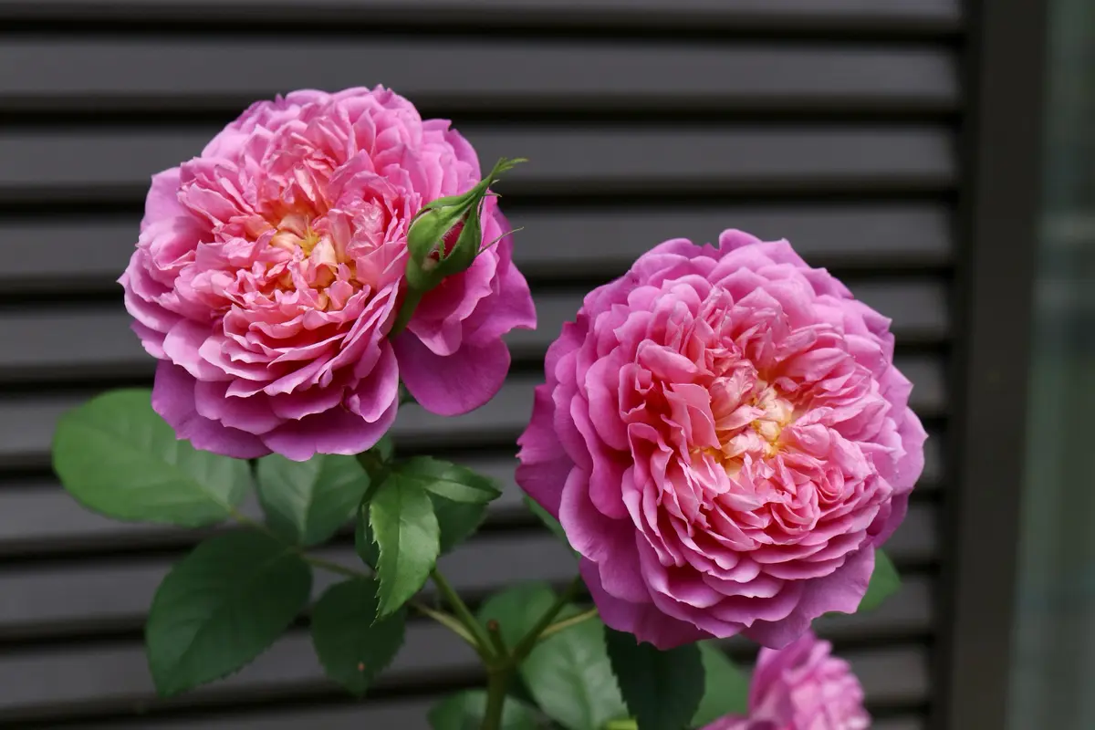 エマブリッジウォーター「薔薇（2025春）」のアルバム-みんなの趣味の