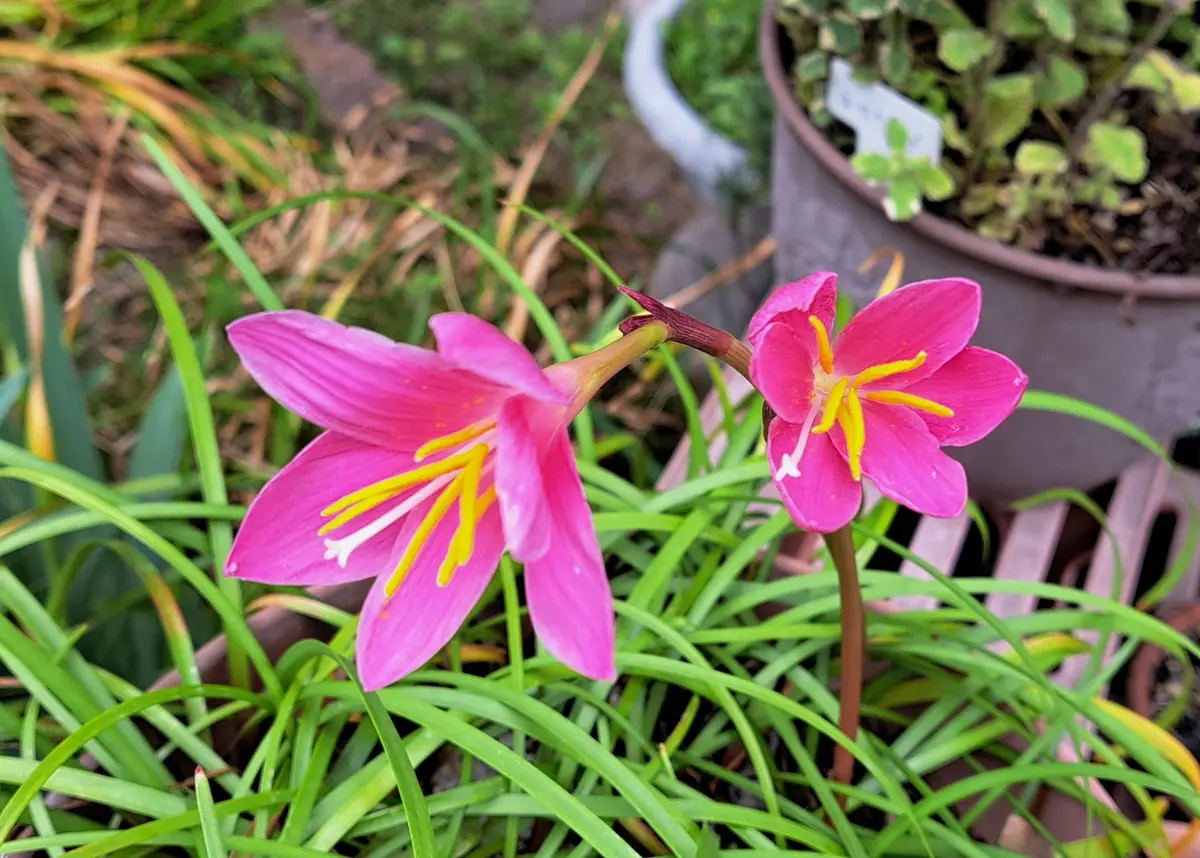 チンアナゴみたいなつぼみだった、ゼフ「2025年 夏の花