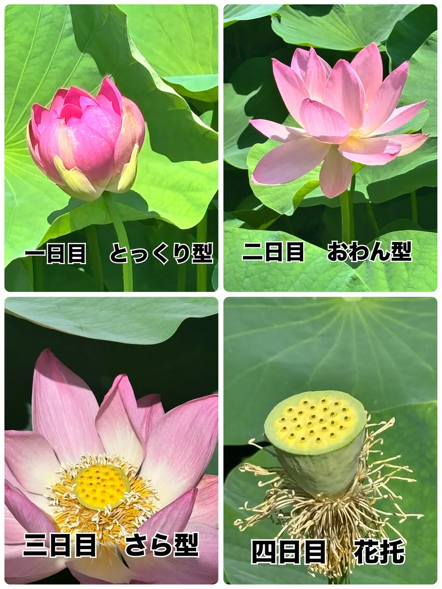 千葉公園大賀蓮蓮子の花は4日間の命で「2025Summer」の