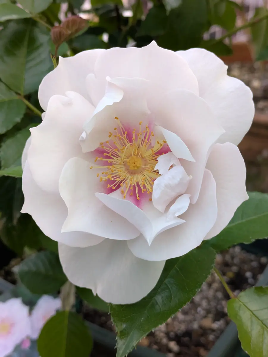 クードゥクールバラ園に出張出店して「My薔薇コレクション」の
