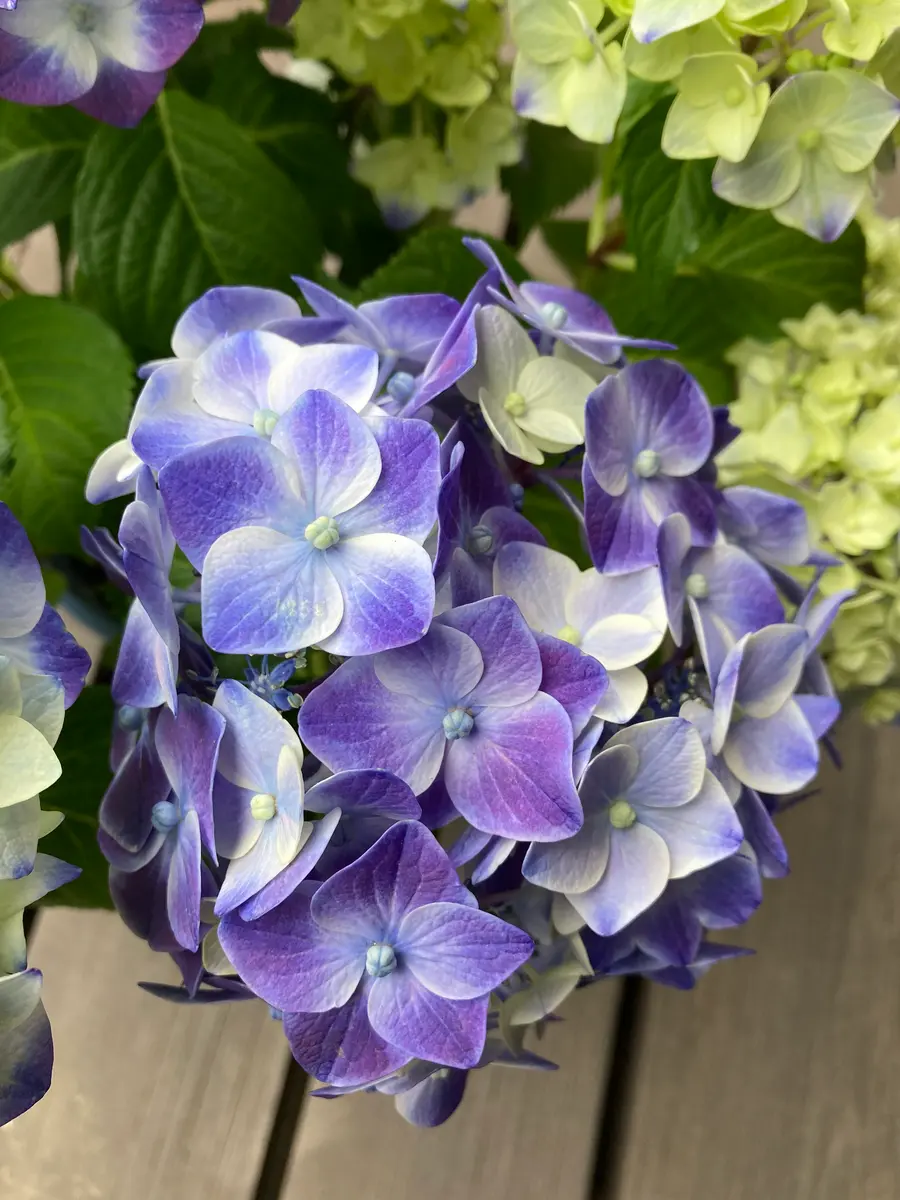 紫陽花 紫陽花どんどん入荷中です〜🐌 個人的に惹かれるのは1枚目、月虹