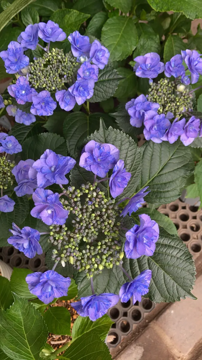 紫陽花 “フェアリー マーブル”こち「我が家の紫陽花 2025」の