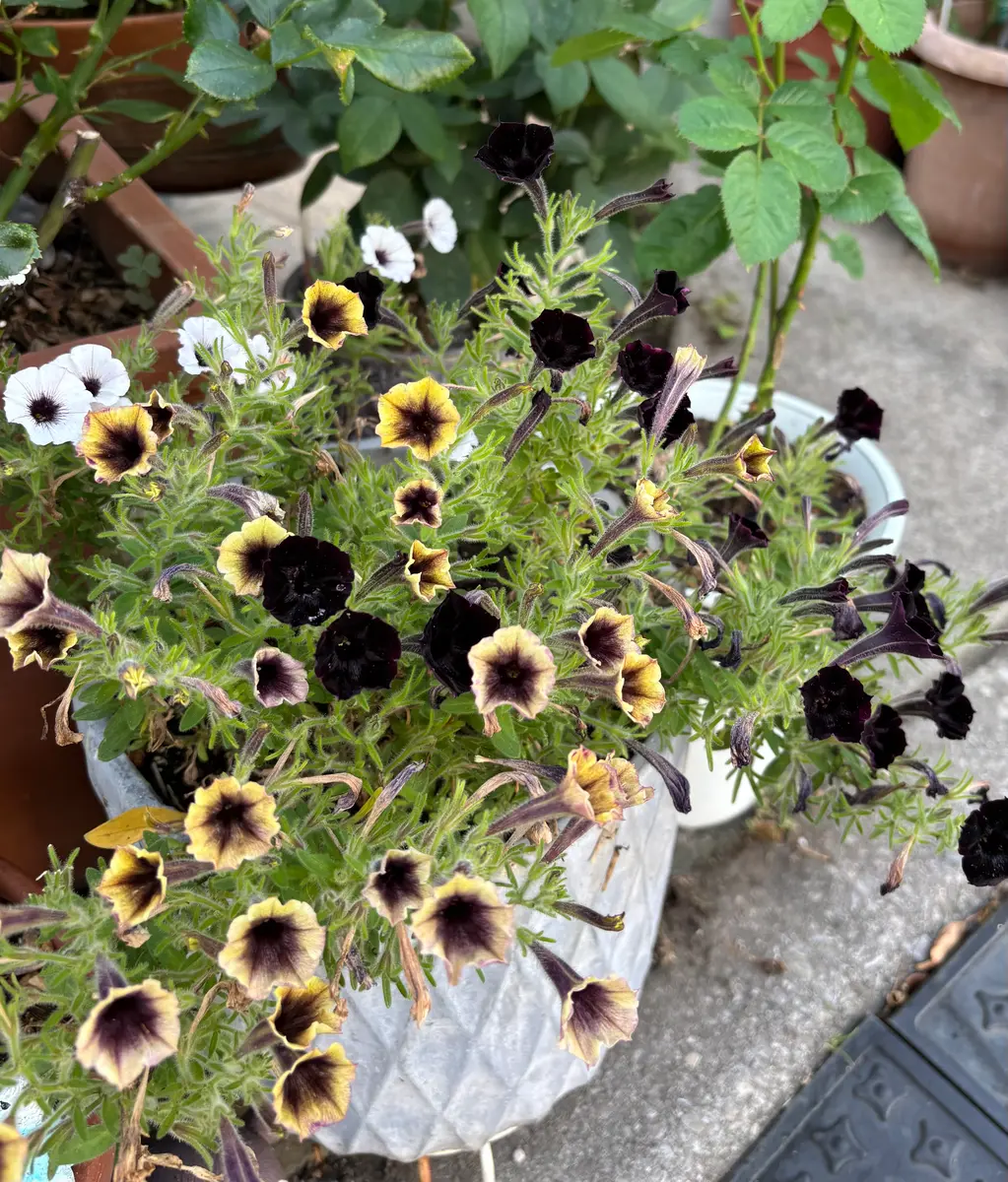 シックなペチュニアの夏籠寄せ植え 多肉植物 トータルプランツ