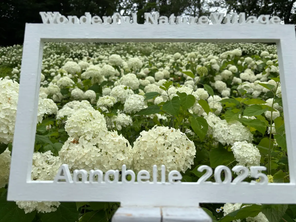 アナベル見に、サマーランドに、今年も「2025夏」のアルバム