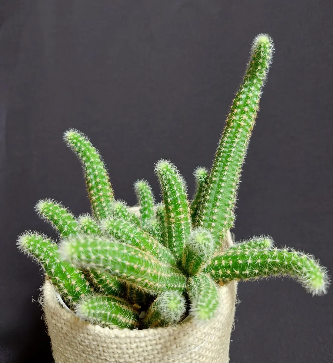 サボテン「白檀」オレンジ色の花が春に「2025多肉植物たちと暮らす