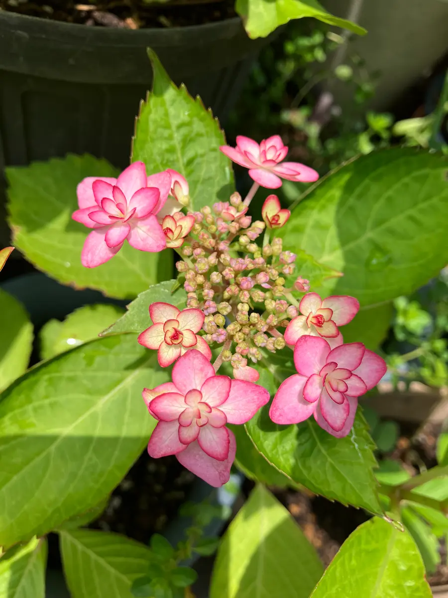 紫陽花「2025年」のアルバム-みんなの趣味の園芸2469559