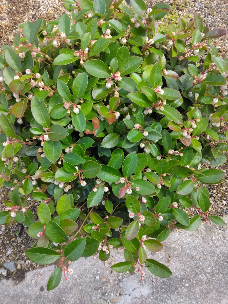 チェッカーベリーの花が、咲きました。「2025年夏」のアルバム