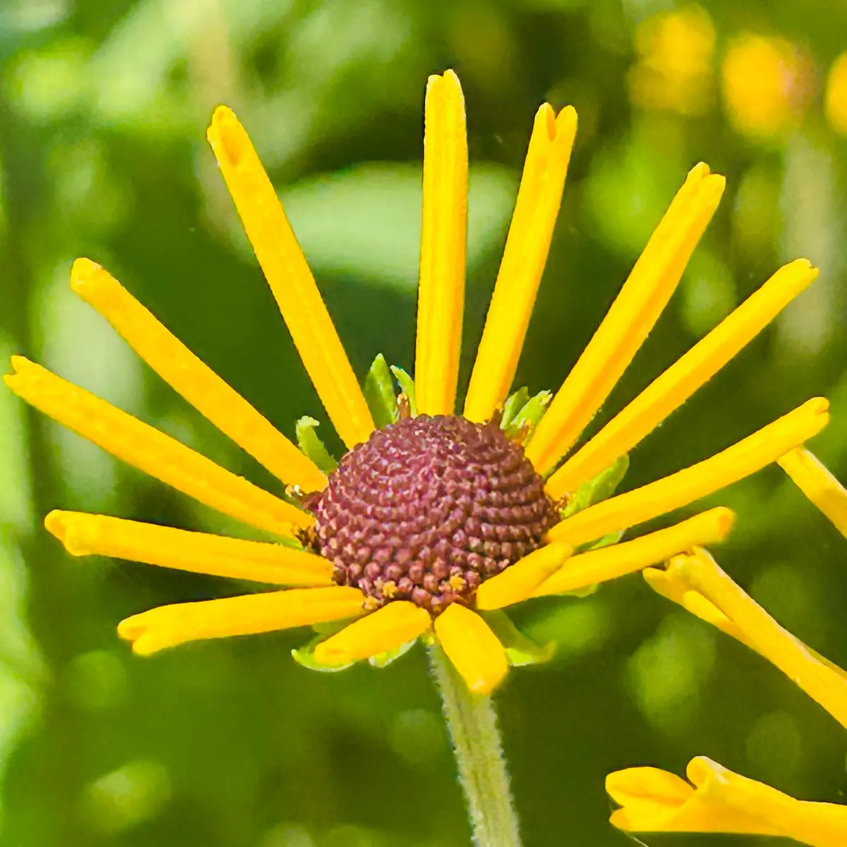 みりん様ご連絡用 ルドベキア ヘンリーアイラ―ズ みりん様ご連絡用 ルドベキア ヘンリーアイラ―ズ