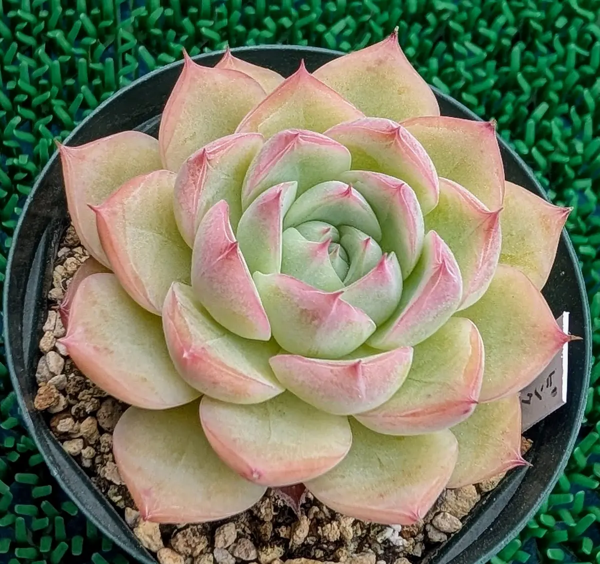 ピンククリスタル🔮ローズ🌹「我が家の多肉植物たち 2025」のアルバム