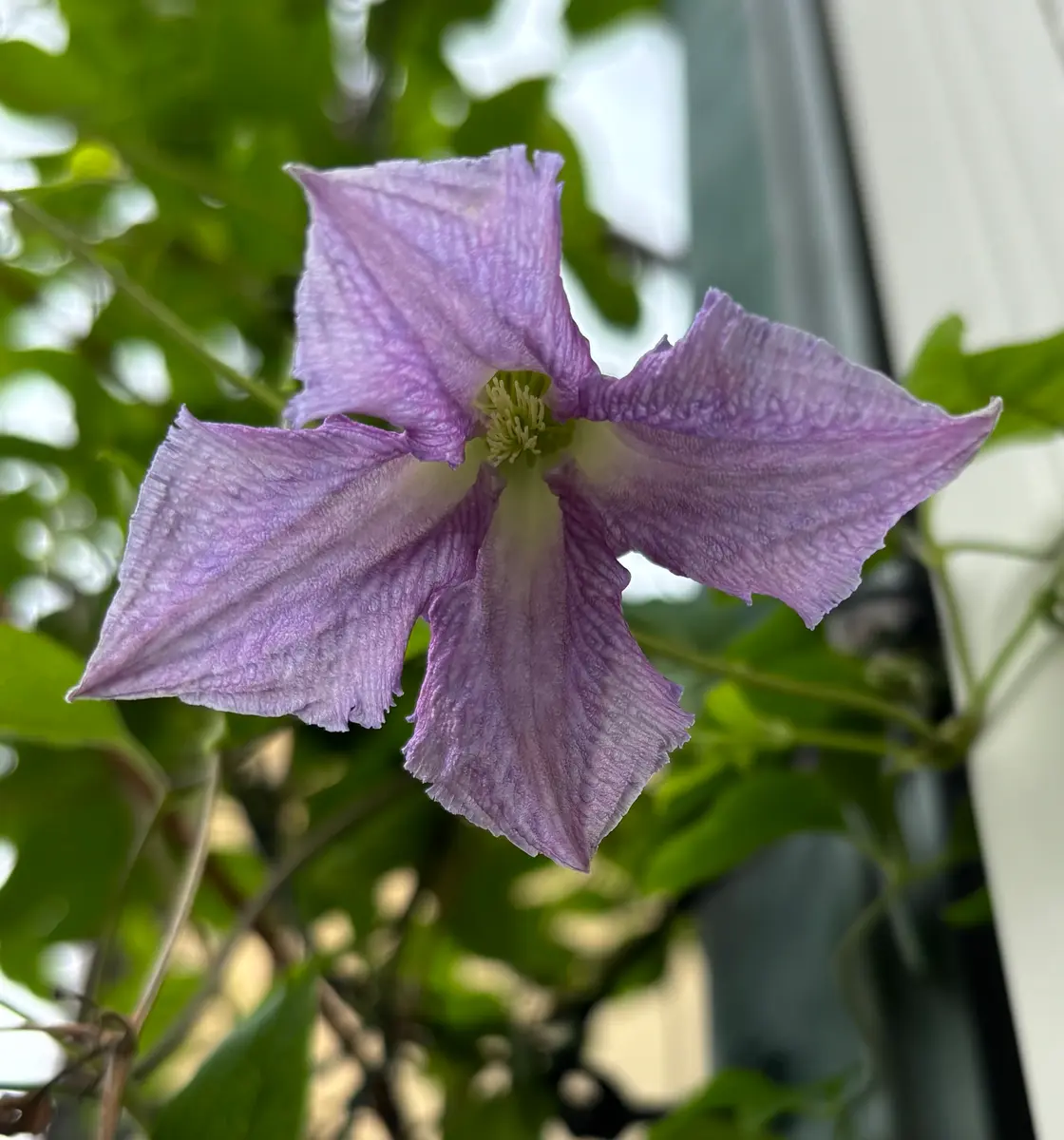 クレマチス ベティコーニングが咲いて「④庭の花 2025.6.15〜」の