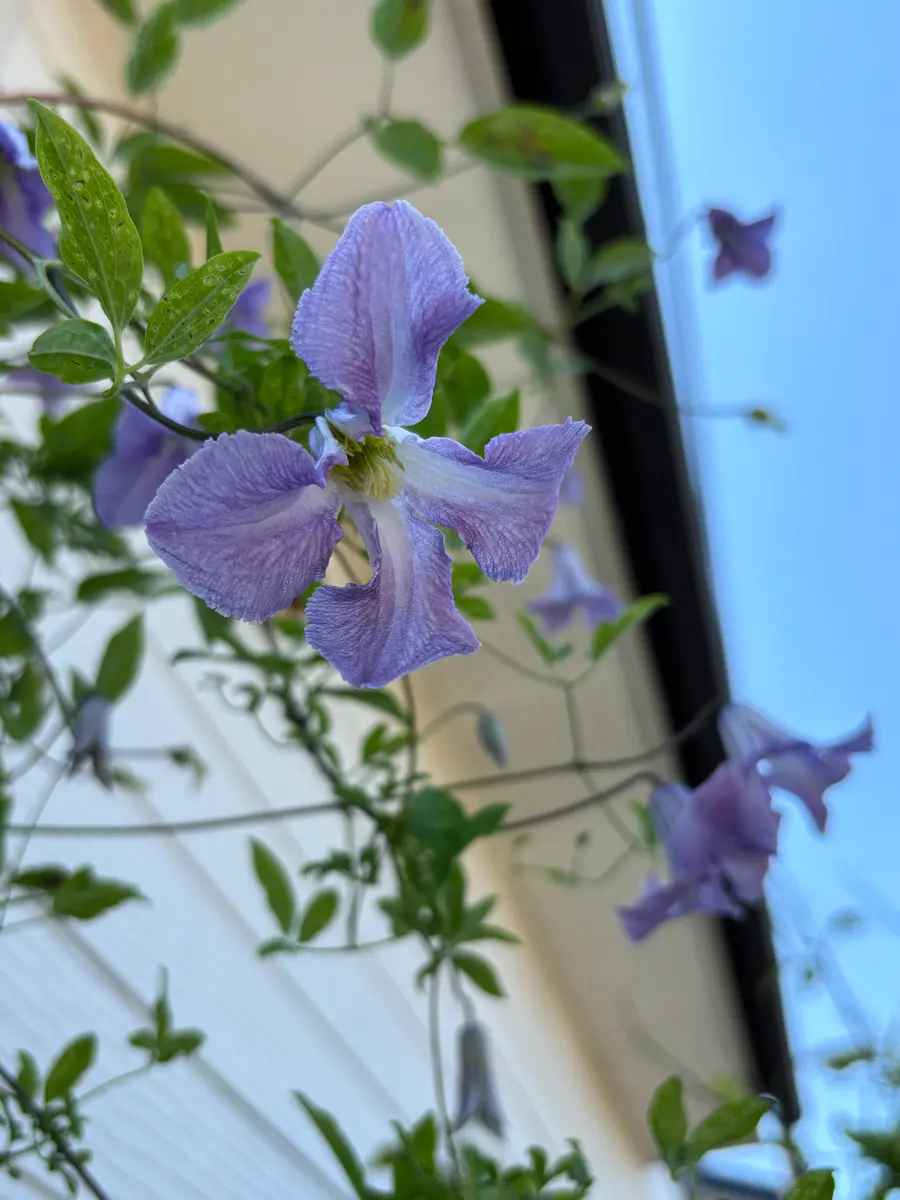 クレマチスベティコーニングの花数が増「④庭の花 2025.6.15〜」の