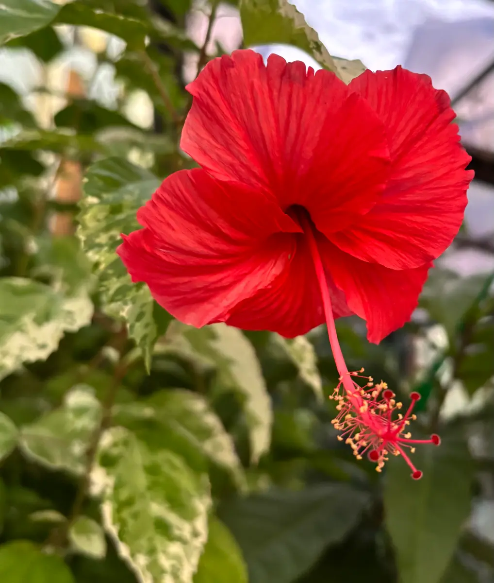 ハイビスカス 斑入り 斑入りハイビスカス 5号】 暑い季節にピッタリ