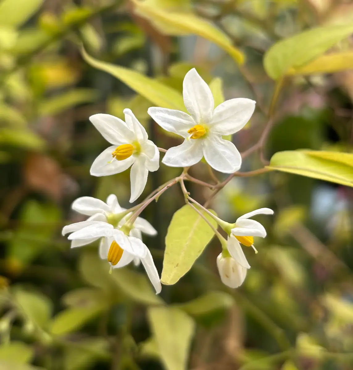 ツルハナナス咲きました。「④庭の花 2025.6.15〜」のアルバム