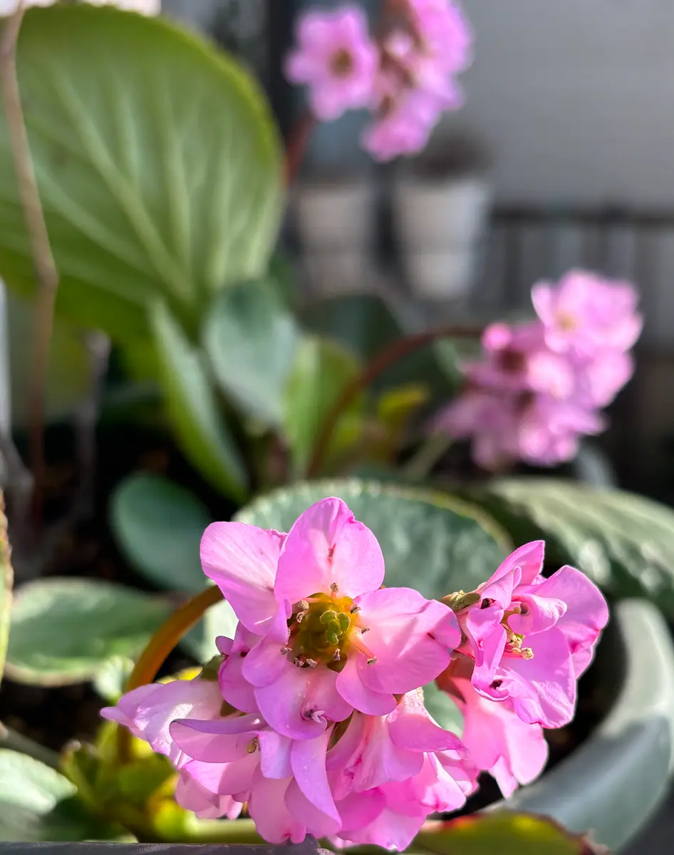 ※ヒマラヤ·ユキノシタ/小品盆栽/ピンクの花が素敵です［花が終わりました] ヒマラヤユキノシタ。だいぶ茎が長く伸「④庭の花 2025.6.15〜」の