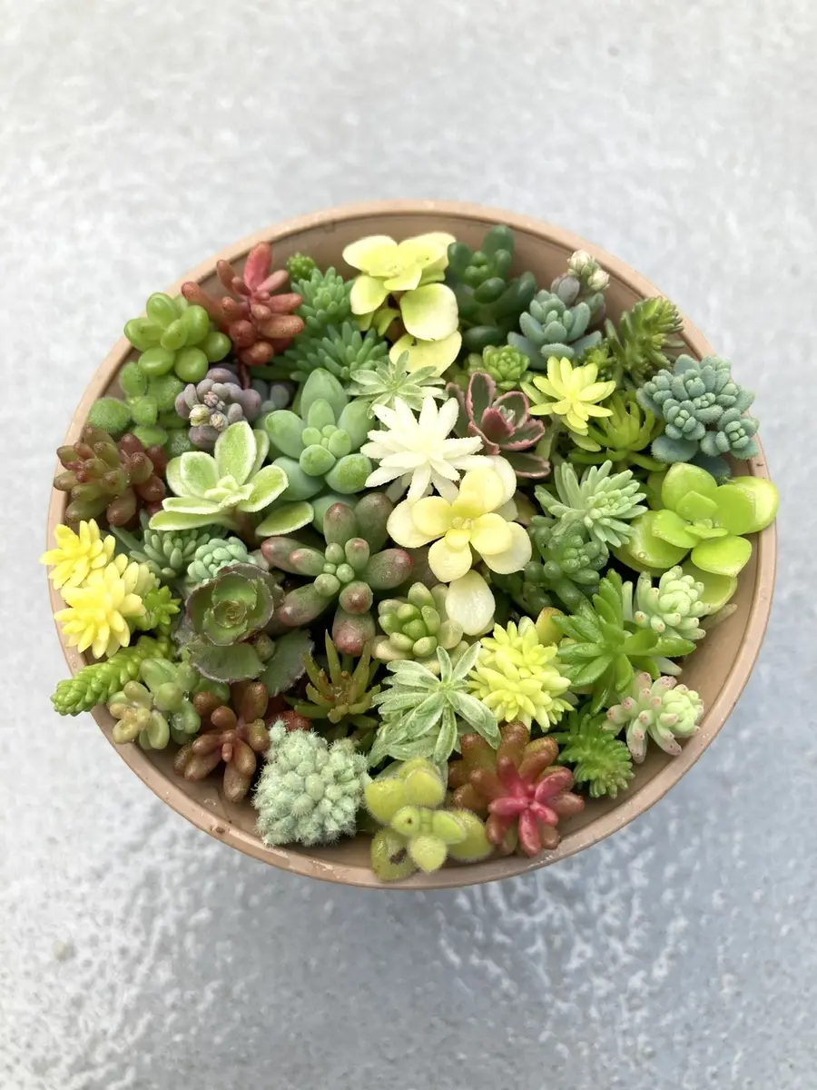 2025/06/15セダムの寄せ植え「多肉植物寄せ植え」のアルバム-みんなの