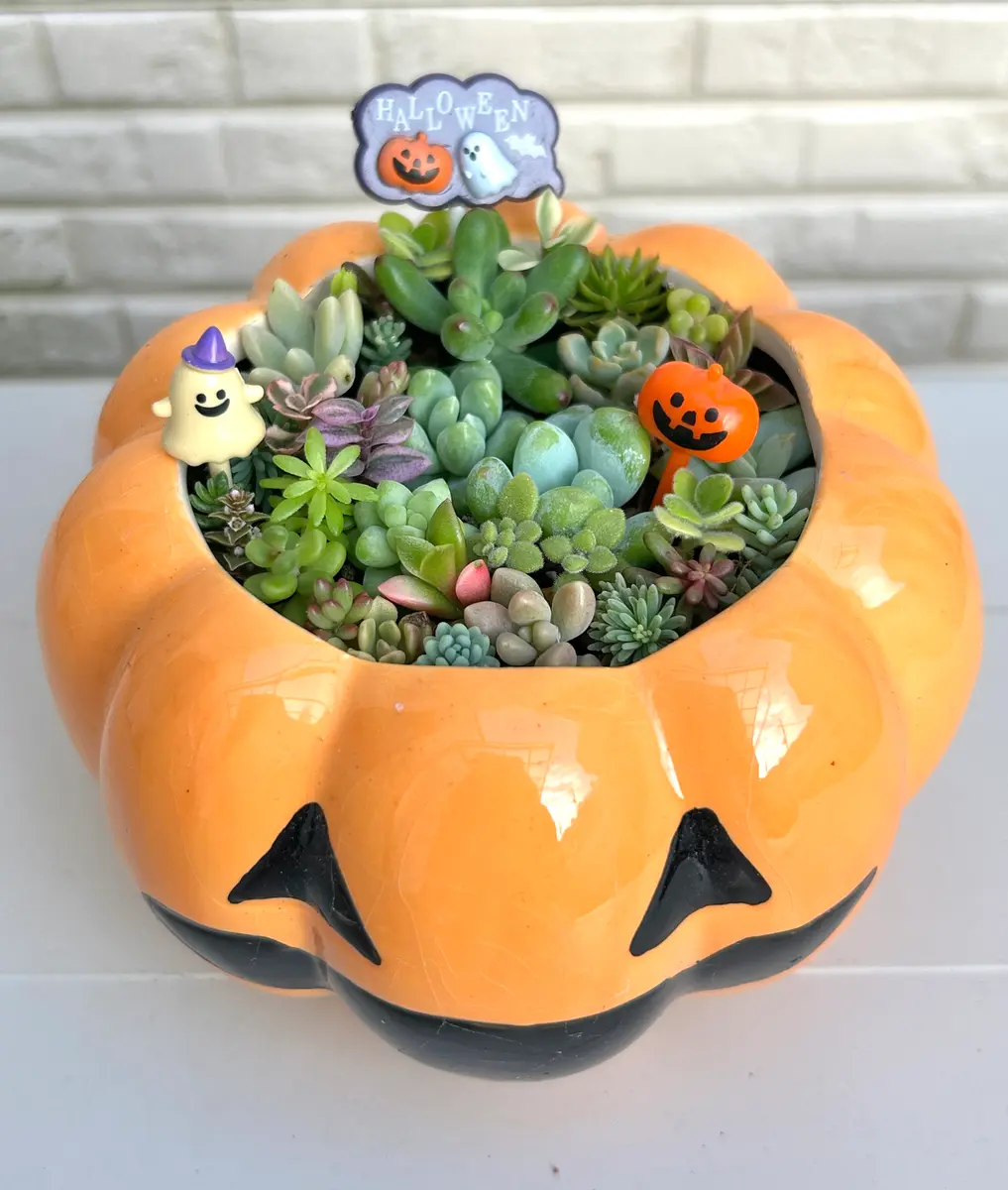 2025/09/10ハロウィンの寄せ植え「多肉植物寄せ植え」のアルバム