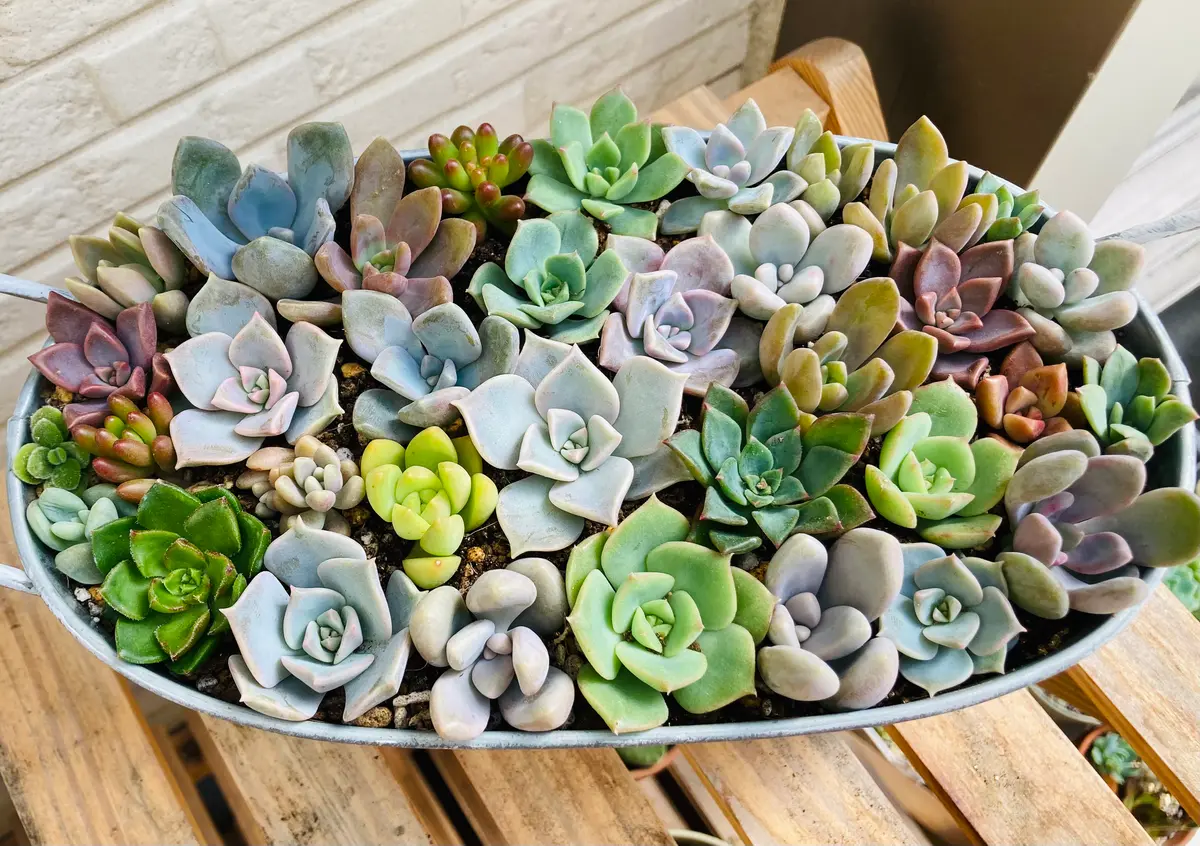 過去の寄せ植え「多肉植物寄せ植え」のアルバム-みんなの趣味の園芸2503890