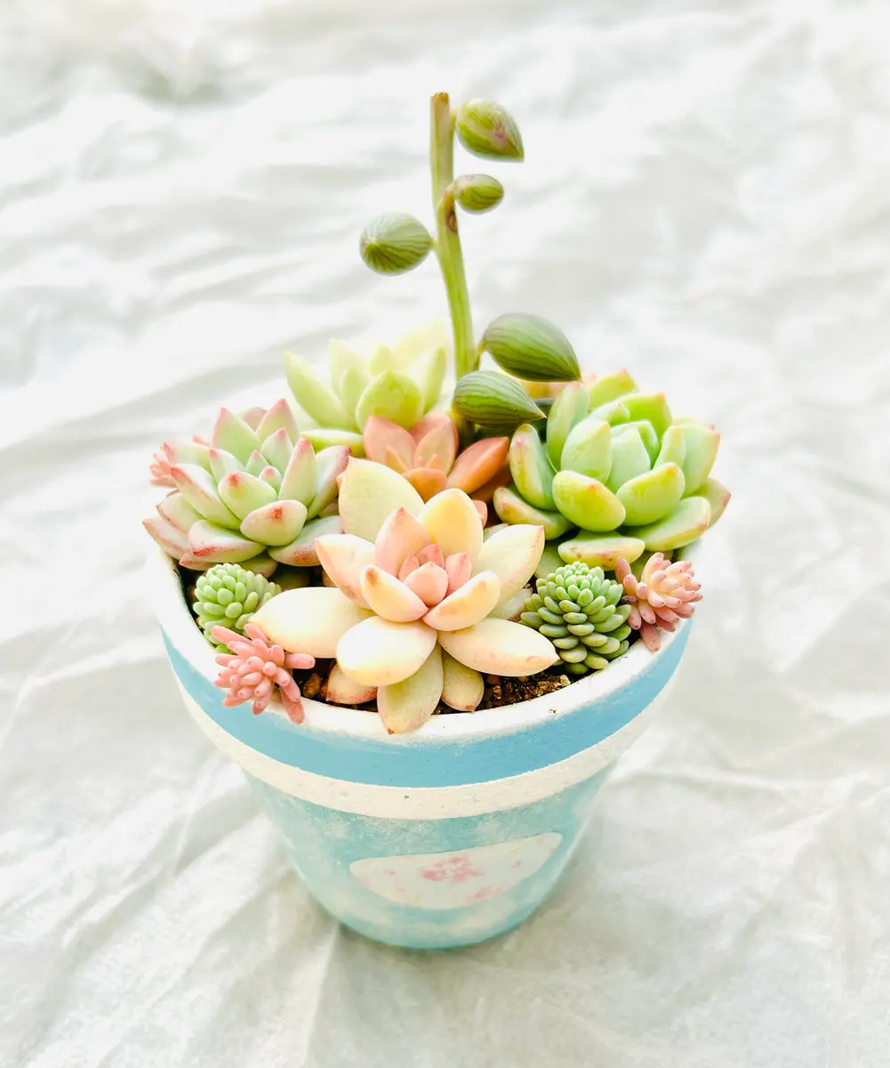 2026/02/23リメイク鉢に多肉の寄せ植「多肉植物寄せ植え」の