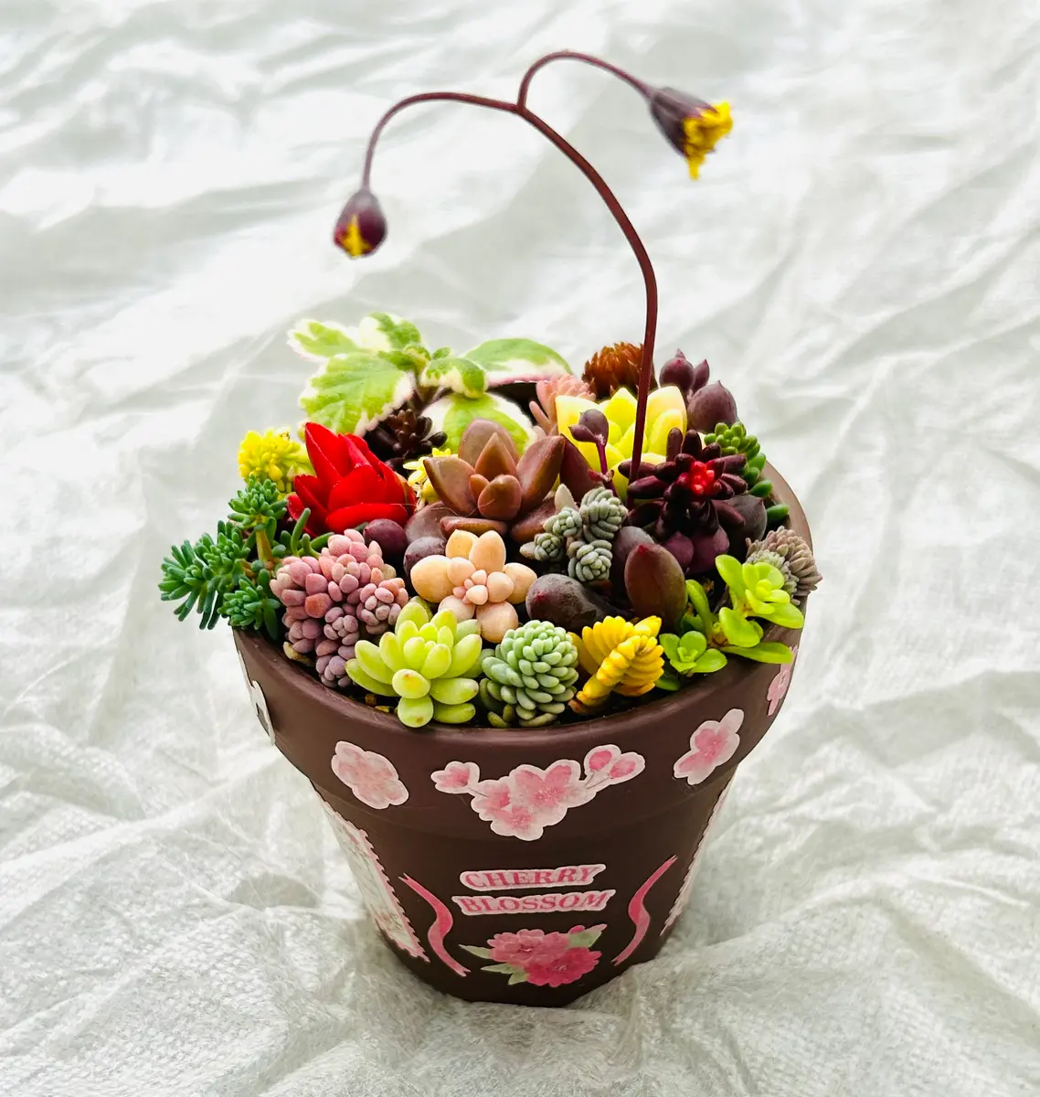 2026/02/23リメイク鉢に多肉の寄せ植「多肉植物寄せ植え」の