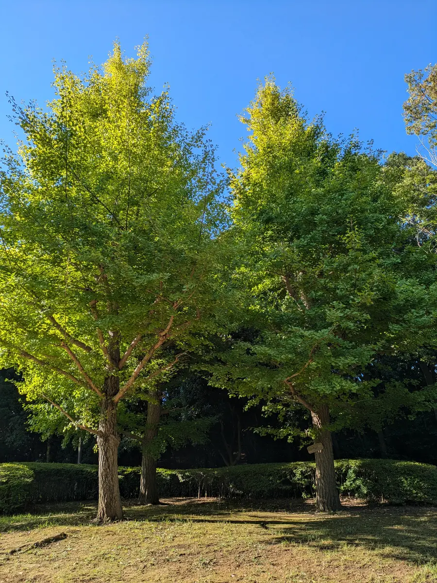 公園のイチョウの木、銀杏なっているの「散歩の道すがら No6」の
