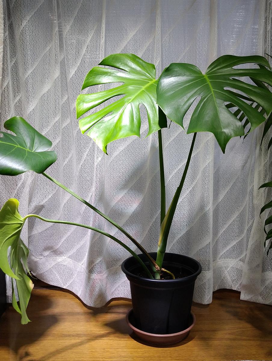 モンステラ ボルシギアナ 幹上がり 27【現品】観葉植物 室内 大型 