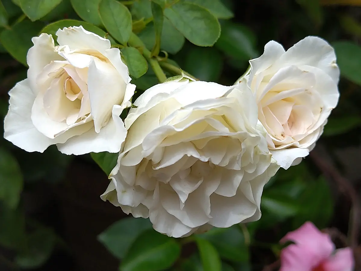 バラ🌹ホワイト・メイディランド純白「我が家のお花たち⑤'25夏