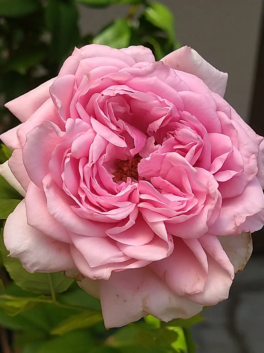 【公式】フジのお歳暮・冬ギフト バラ🌹ローズ・ポンパドゥール良い香「我が家のお花たち⑤'25 その他