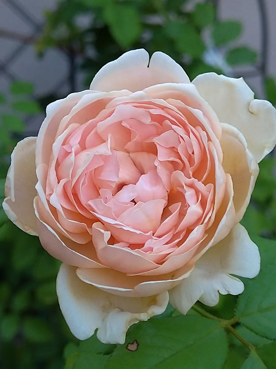 宙花ま 【公式通販】