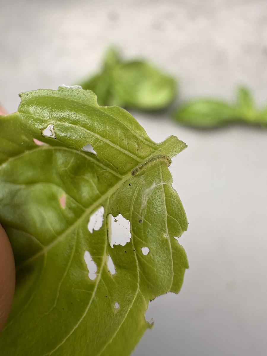 バジルの新芽を食べる蛾の幼虫「訪れたお客様🐛🕷️」のアルバム-みんなの趣味の園芸2490166