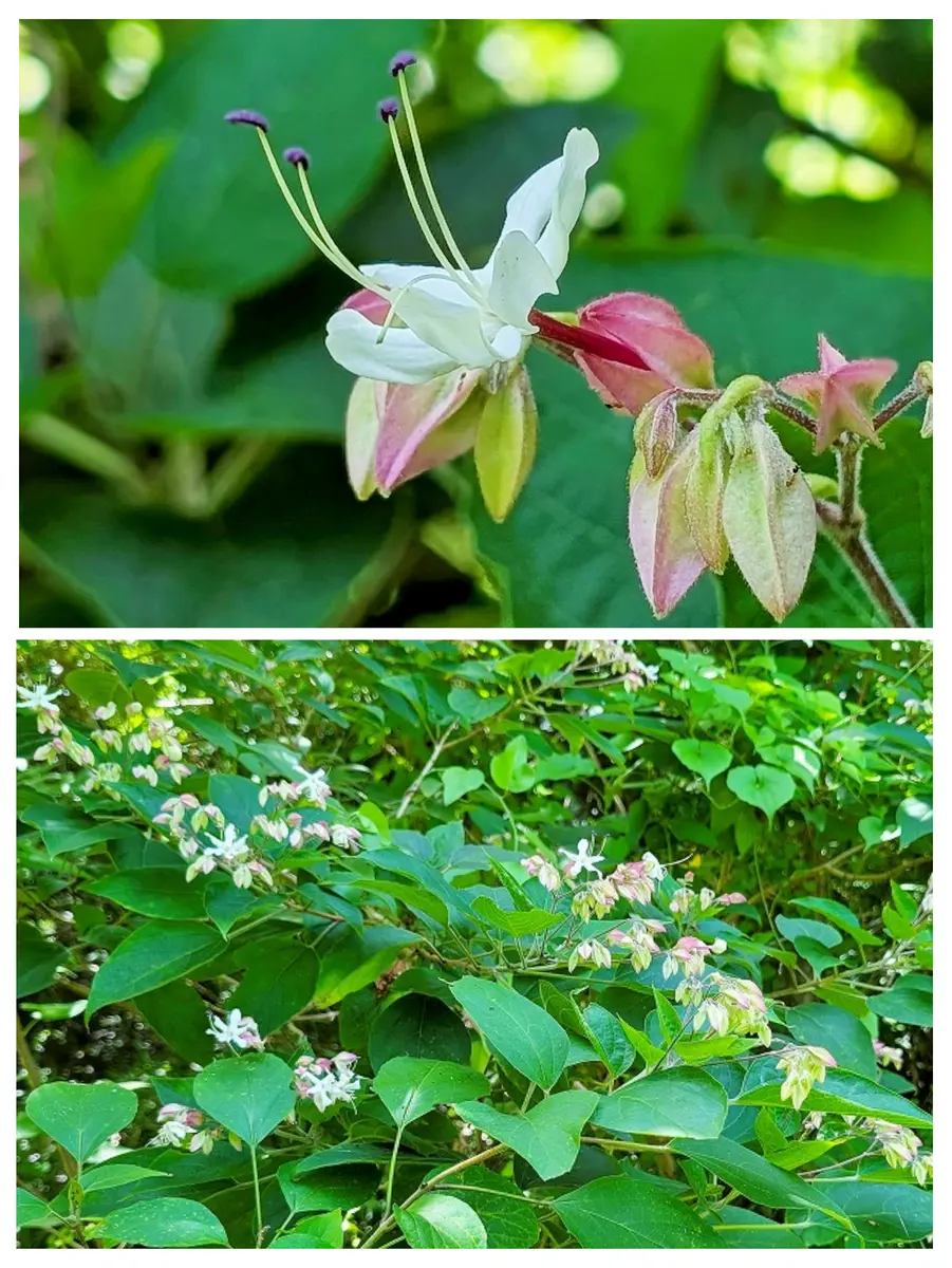 シソ科落葉低木『クサギ』花が咲き出し「shonanさんの山歩き102025