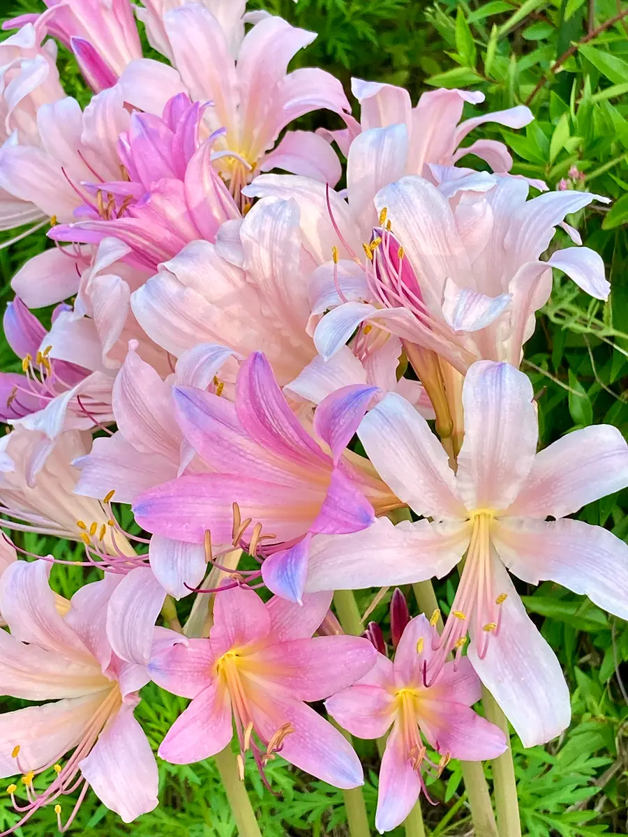 夏水仙②開花直後には、花びらのピンク「2025年7〜9月」のアルバム
