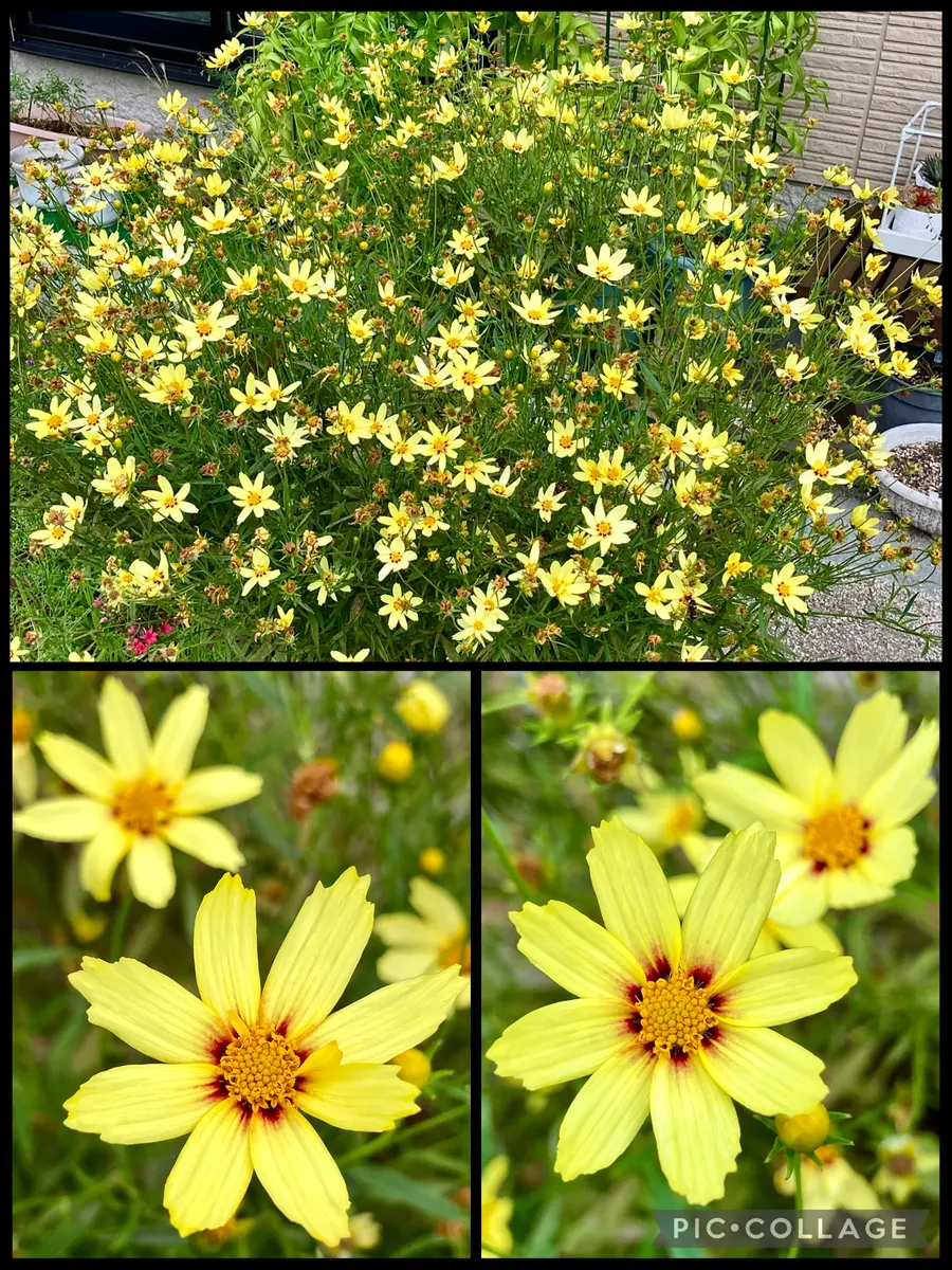 コレオプシスの写真-みんなの趣味の園芸2528991