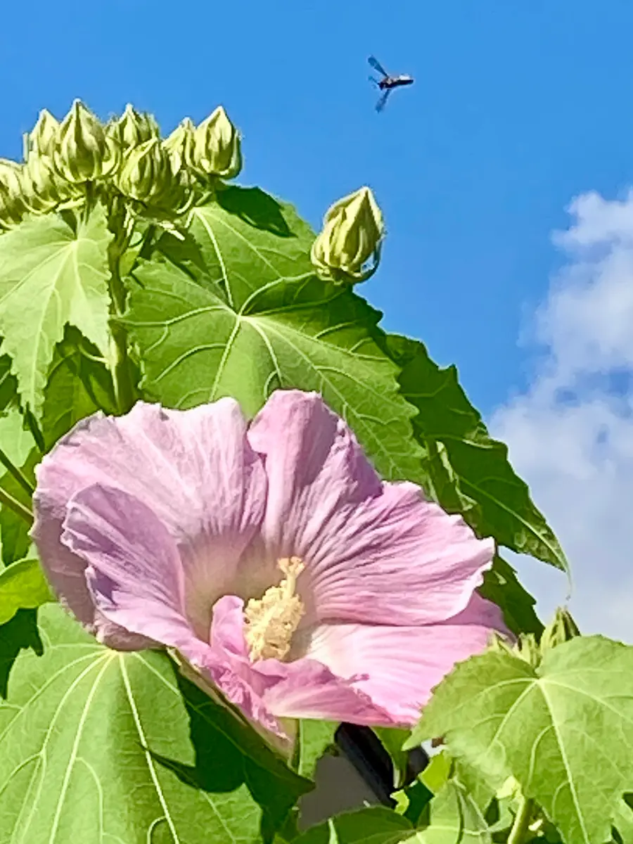酔芙蓉②今日13:00。花びらは薄いピン「2025年7〜9月」のアルバム