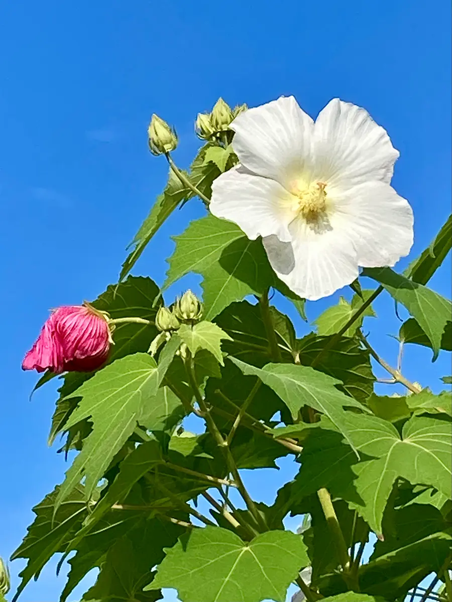 酔芙蓉①右は、今朝咲いた花♪まだシラ「2025年7〜9月」のアルバム