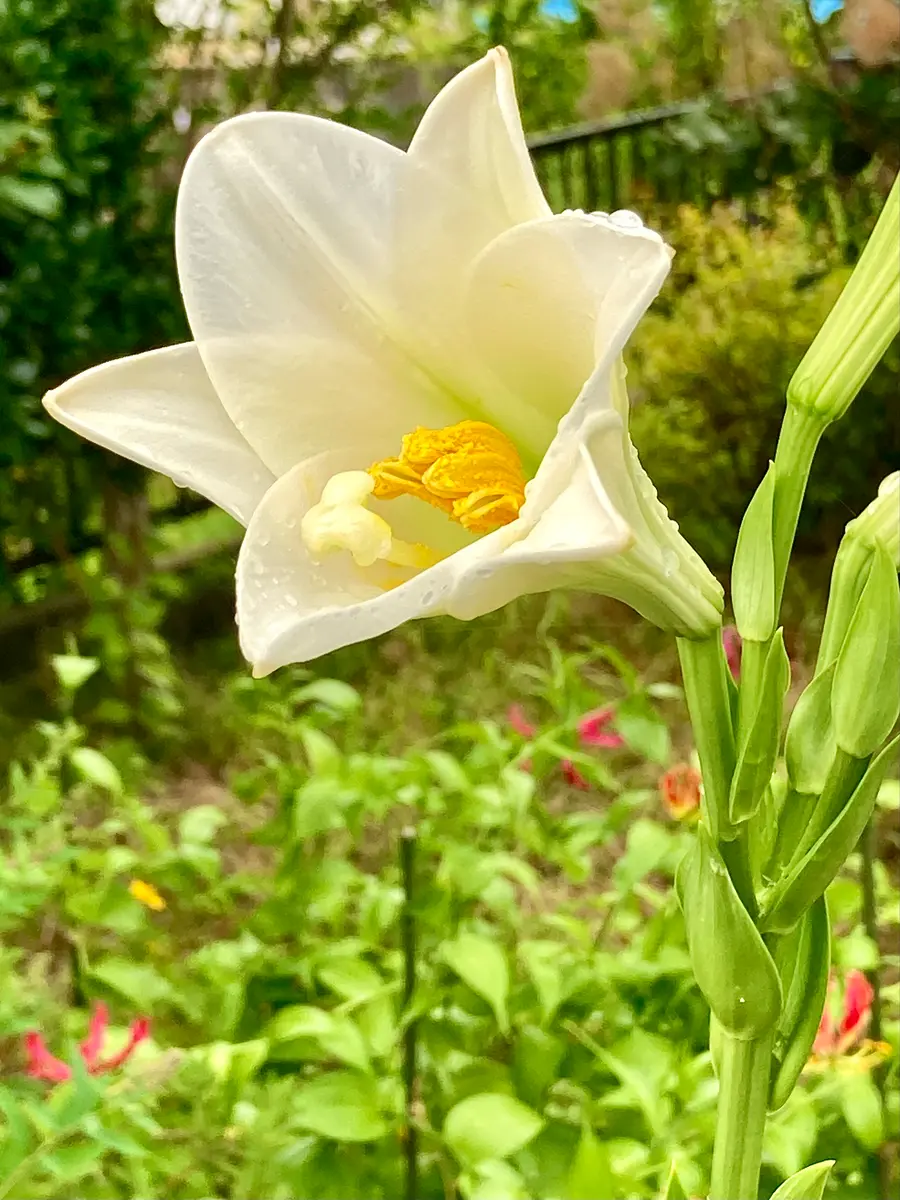 新鉄砲ユリ。斜め横から撮影。横顔も「2025年7〜9月」のアルバム