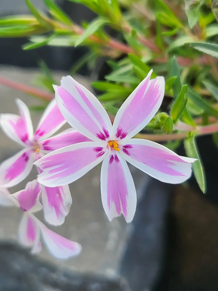 💗芝桜💗「山野草にふれて💫」のアルバム-みんなの趣味の園芸2630552