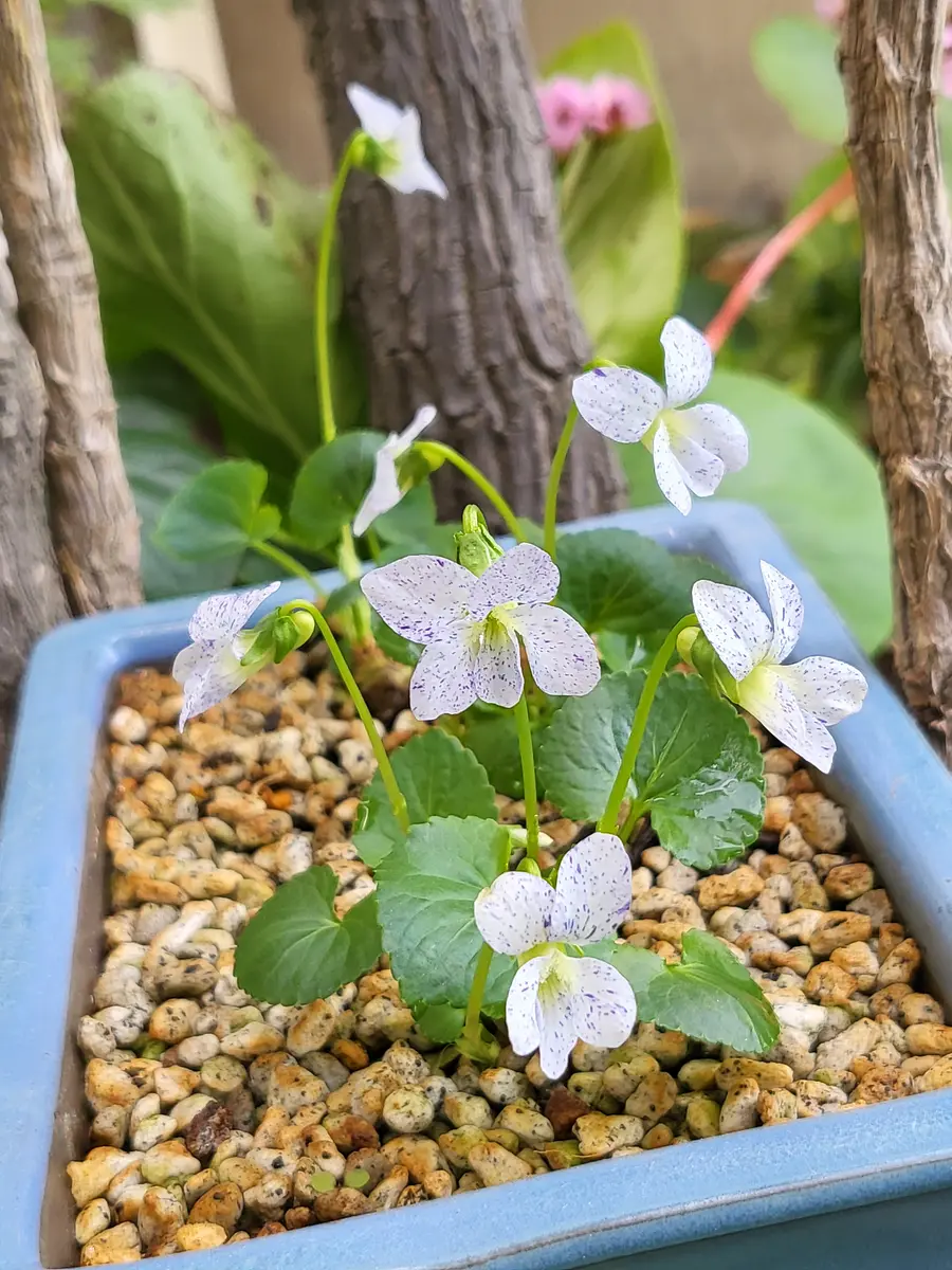 🩵🤍🩵ソバカス菫🩵🤍🩵今年で2年目「山野草にふれて💫」のアルバム