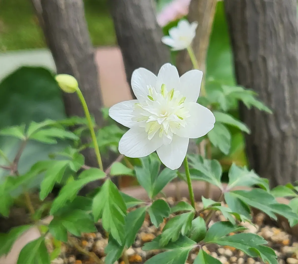 🤍八重咲き一輪草🤍 「山野草にふれて💫」のアルバム-みんなの趣味