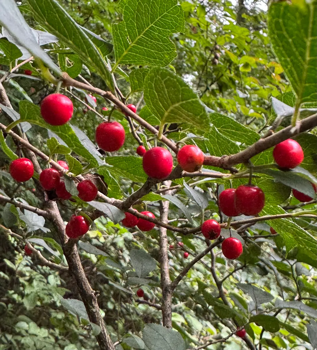 美の極み。山採りウメモドキ。 ウメモドキの写真-みんなの趣味の園芸2539798