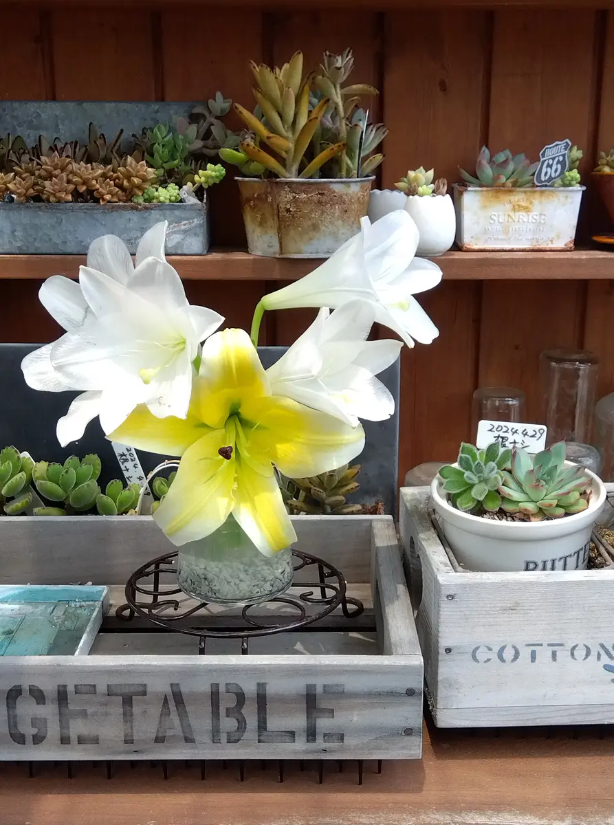 カサブランカです。 カサブランカの花言葉は？色ごとの花言葉もご紹介！ | FLOWER