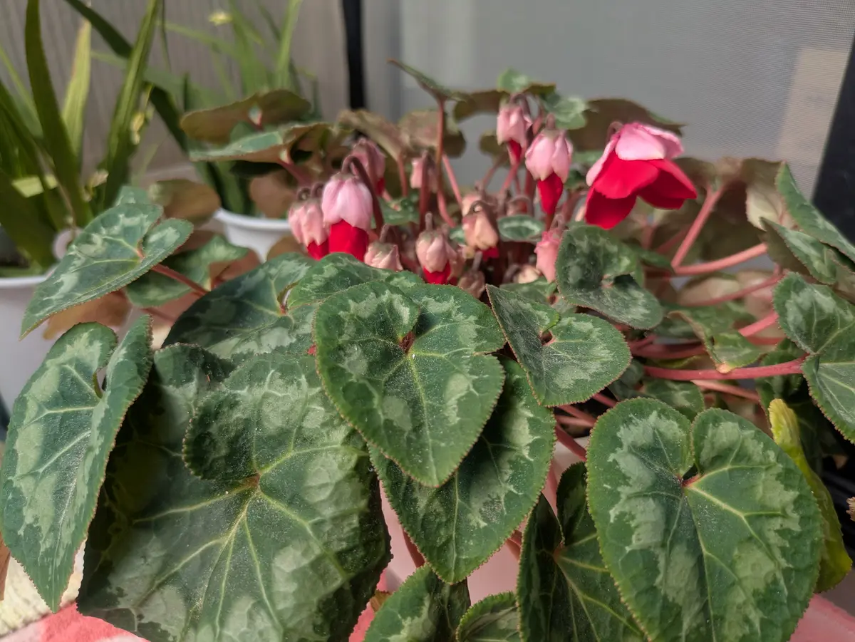 シクラメン🥀やっと開き始めました。「我が家の花達🌺」のアルバム