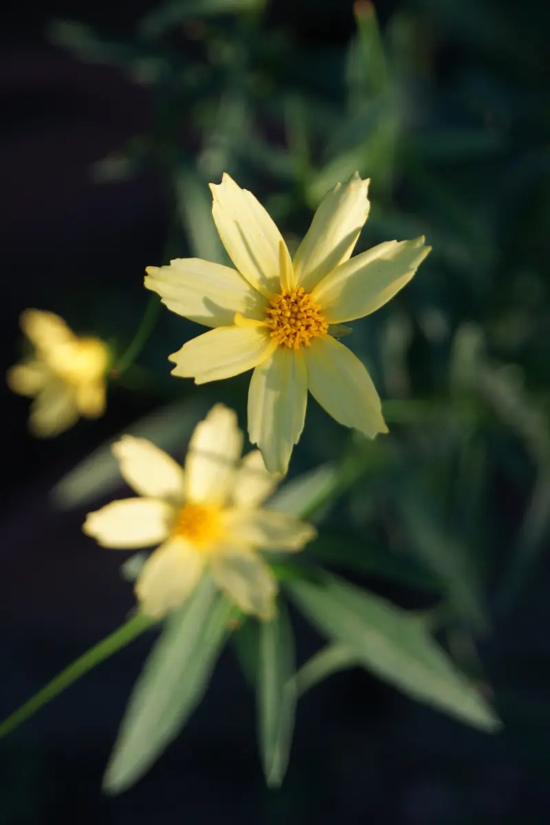 コレオプシスの写真-みんなの趣味の園芸2526401
