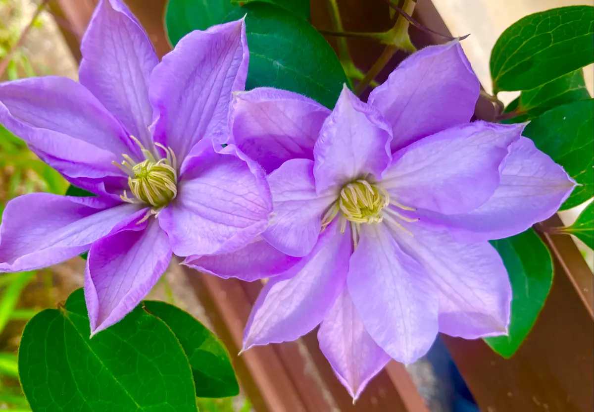 淡い紫のクレマチス。日に日に、花数が...「愛しい庭の花たち②」の 